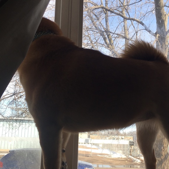 Meet your Posher, Shashayna - Picture 1 of 1